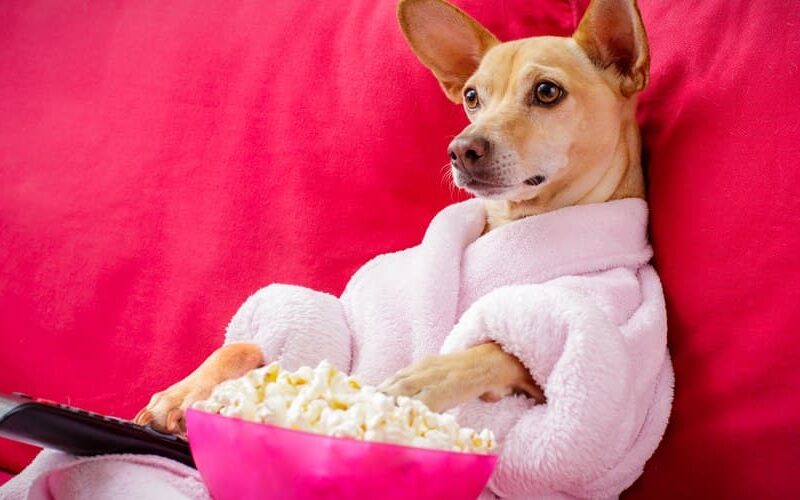 Dog eating popcorn watching a film